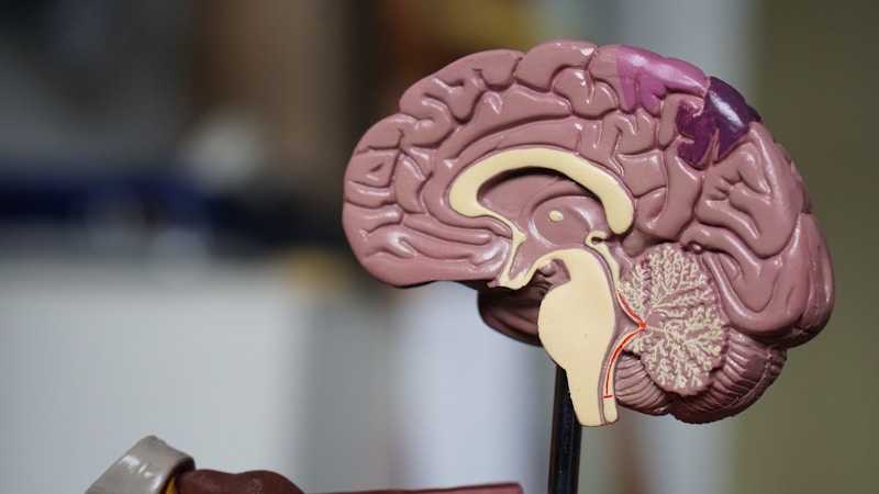 Cerveau humain
